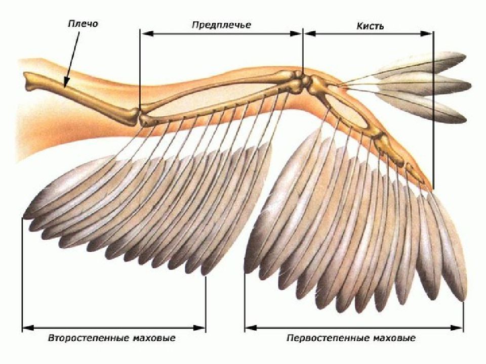 Схема крыла птицы