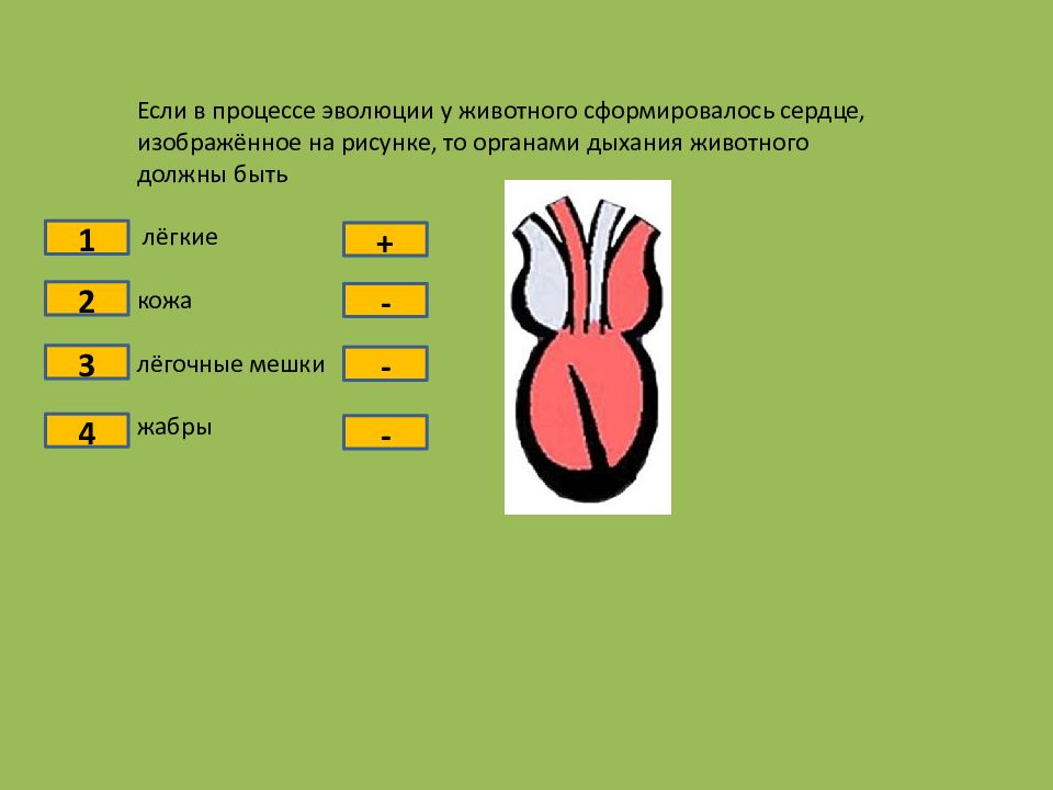 Выберите 3 ответа из 6. Если в процессе эволюции у животного. Если в процессе эволюции животных сформировалось сердце. Если в процессе эволюции у животного сформировался. Если в процессе эволюции у животных сформировалась система органов.