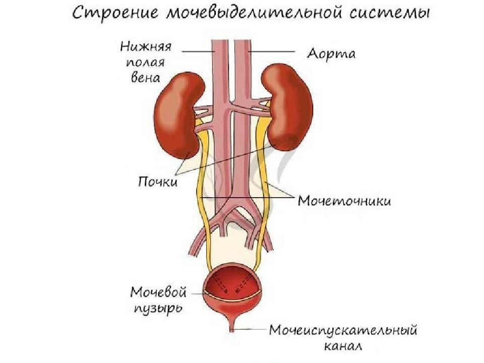 Анатомия мочевыделительная система картинки