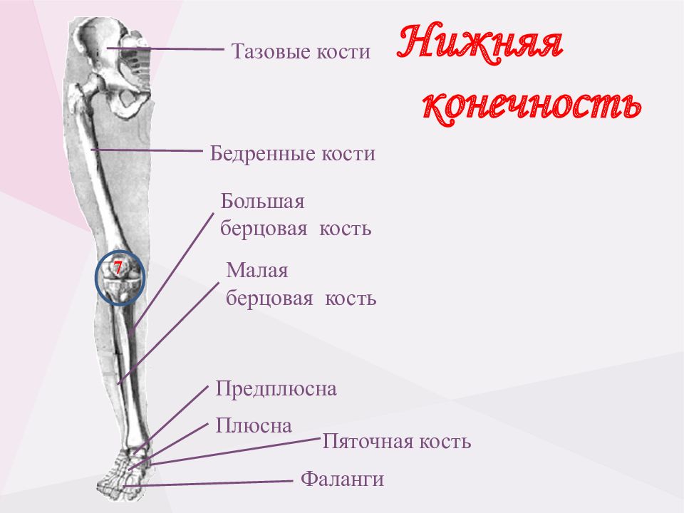 Берцовая кость где находится фото. Малая берцовая кость нижней конечности. Большая берцовая и малая берцовая. Кости ног большая малая берцовая. Малая и большая берцовая кость на человеке.