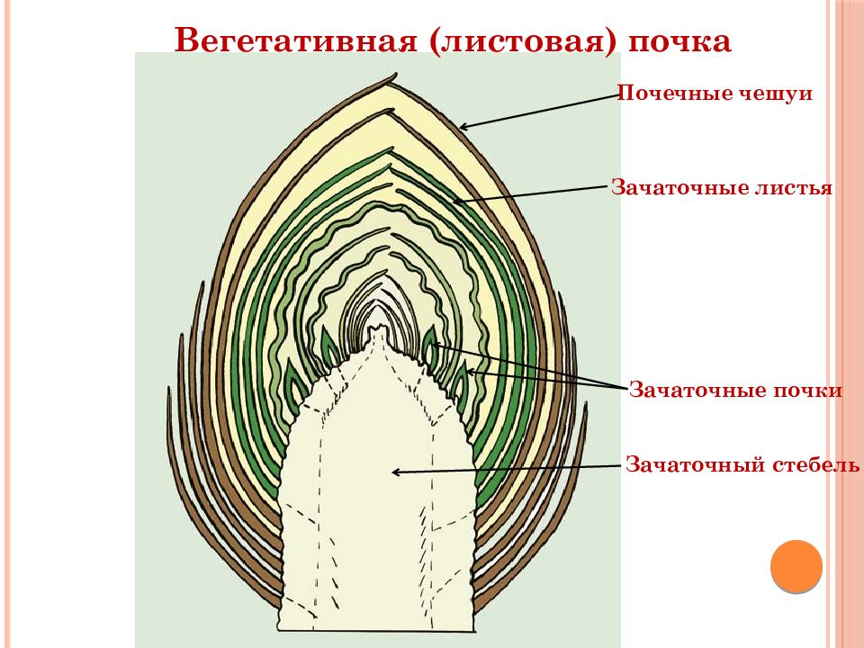 Покажите стрелками и подпишите на рисунке зачаточный лист