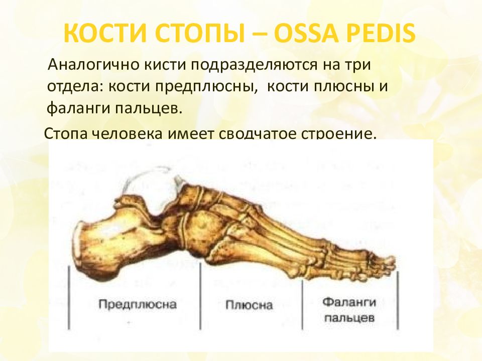 Кости запястья и предплюсны