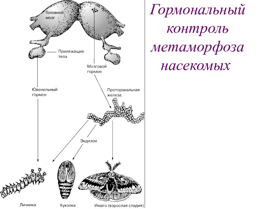 Рассмотрите рисунок 184 учебника назовите животных у которых в цикле развития наблюдается метаморфоз