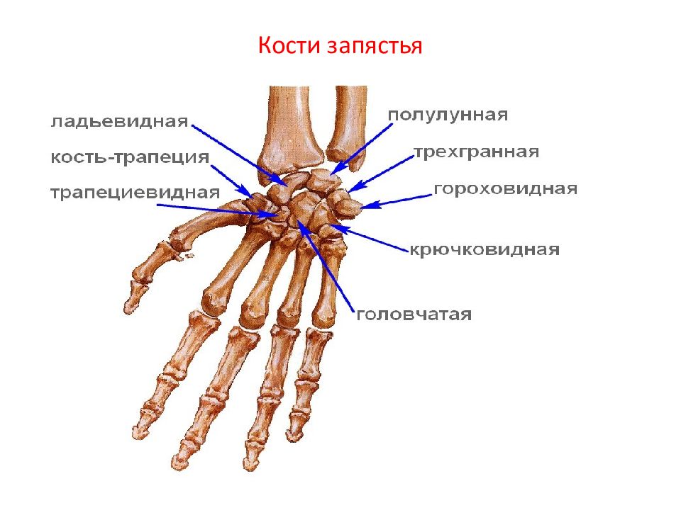 Фаланги пальца тип соединения. Строение лучезапястного сустава кости. Лучезапястный сустав ладьевидная кость анатомия. Лучезапястный сустав гороховидная кость. Кости проксимального ряда запястья.