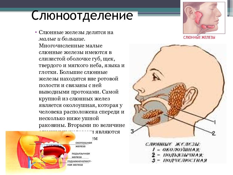 Презентация железы слюнные железы