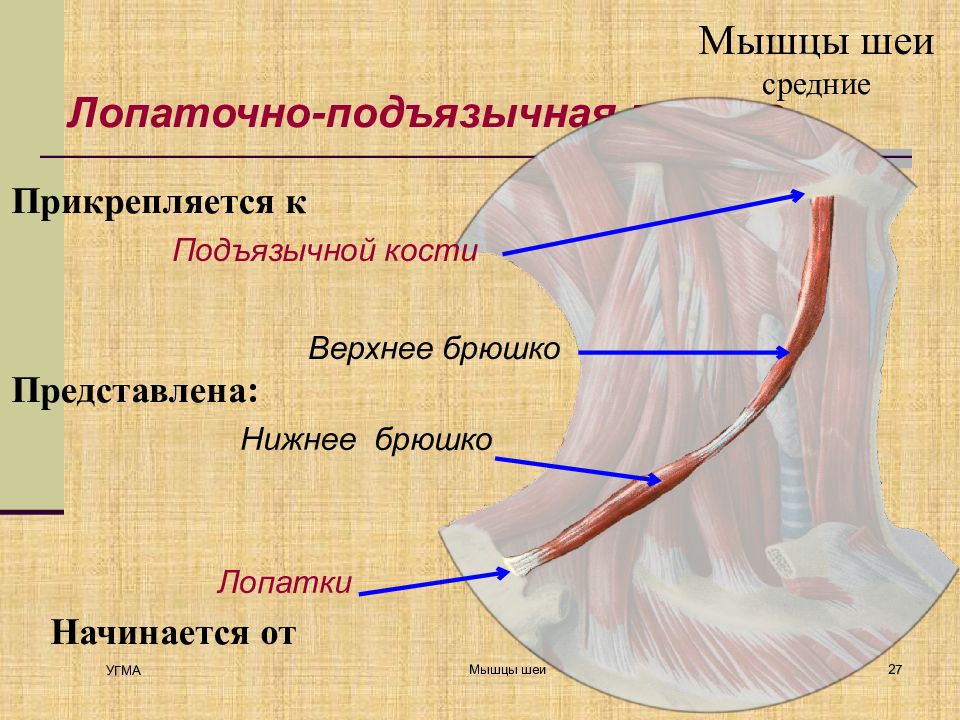 Подъязычная мышца. Лопаточно подъязычная мышца. Лопаточно подъязычная мышца шеи. Ллпатлчноподьязычная мышцы. Лопаточно подъязычная мышца начало прикрепление функции.