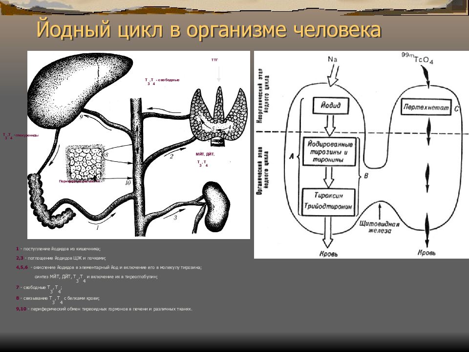 Цикл железа. Йодный цикл. Схема цикла т3 т4 в организме. Т3 т4 функции в организме. Этапы йодного обмена методы исследования РФП.