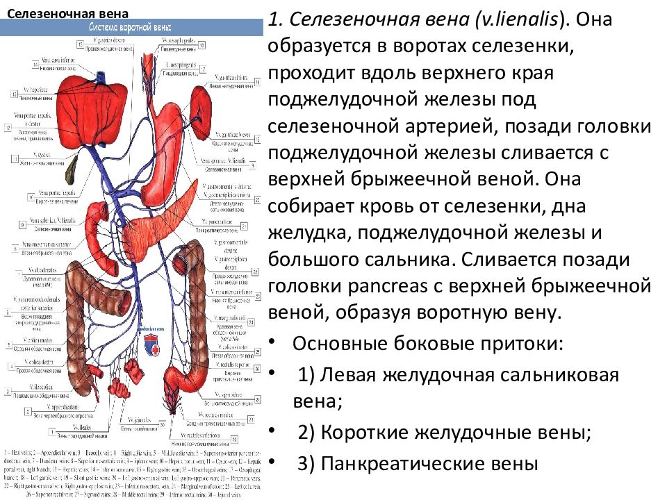 Вены селезенки по строению стенки относятся к венам