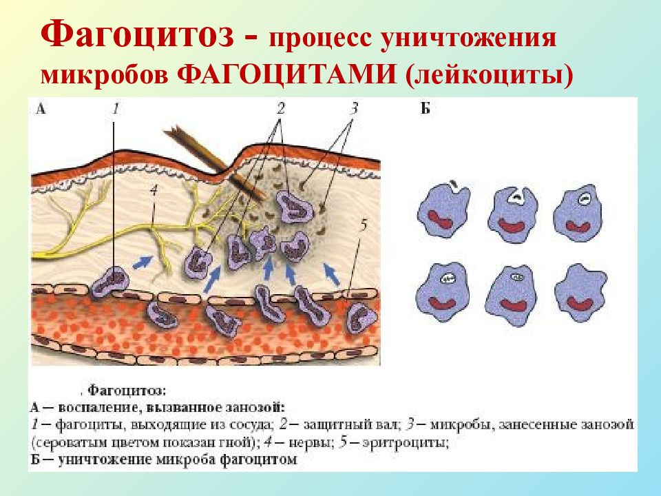 Какой процесс изображен на рисунке фагоцитоз