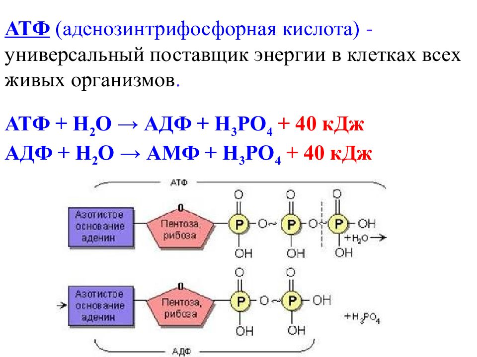 Процессы синтеза в живых клетках презентация 11 класс