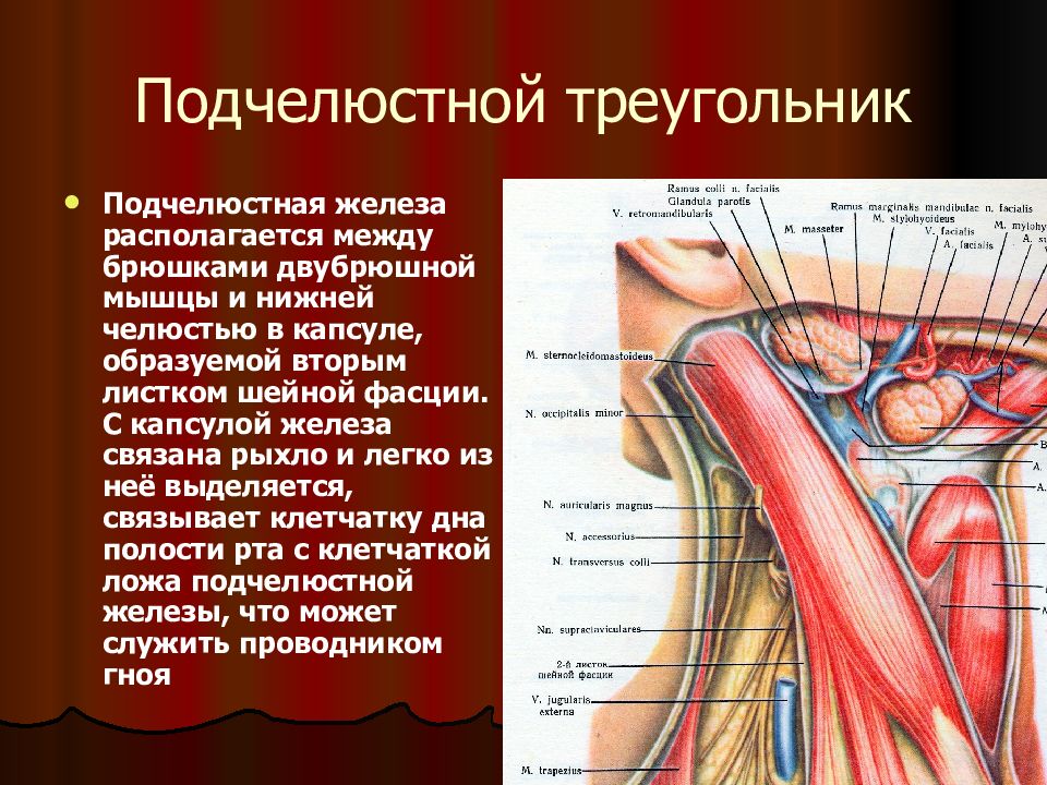 Подчелюстная железа. Топография подчелюстного треугольника шеи. Топографическая анатомия поднижнечелюстной железы. Подъязычный нерв треугольник Пирогова. Топографическая анатомия поднижнечелюстного треугольника.