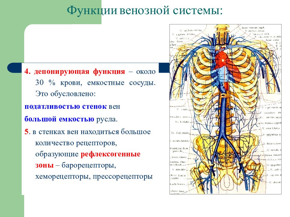 Функции вен. Емкостные сосуды функция. Функции венозной системы. Емкостные сосуды выполняют следующую функцию.