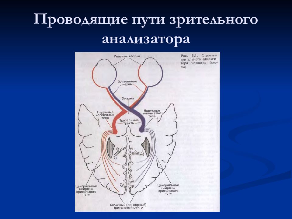 Проводящий путь зрительного анализатора схема