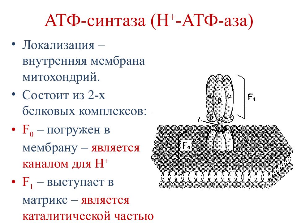 Строение атф синтеза. Строение АТФ синтазного комплекса. АТФ синтаза механизм функционирования. АТФ синтетаза функции. АТФ синтазный комплекс митохондрии.
