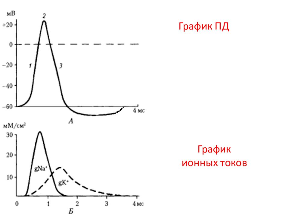 График пд. Ионные токи потенциала действия. График потенциала действия. Потенциал действия и токи ионов.