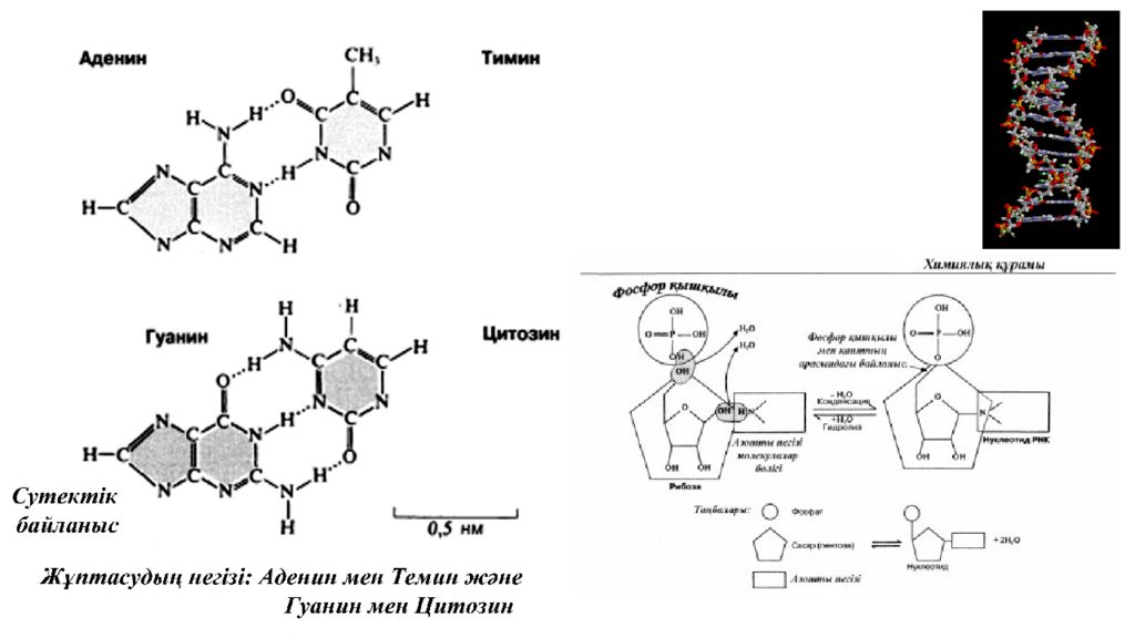 Днк аденин гуанин цитозин