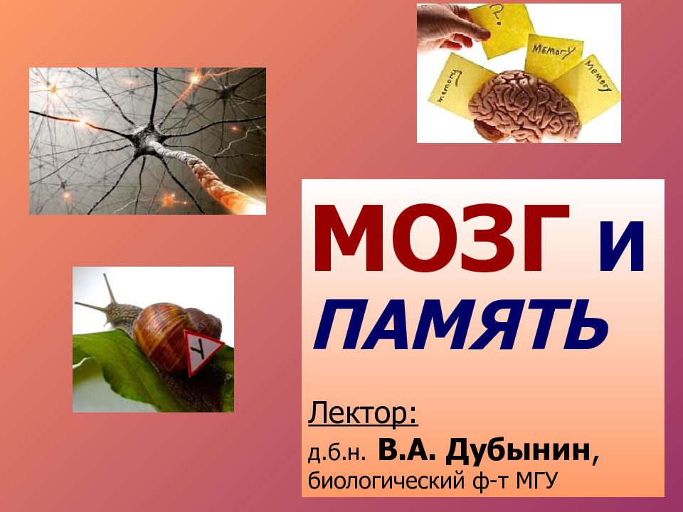 МОЗГ И ПАМЯТЬ Лектор: д.б.н. В.А. Дубынин, биологический ф-т МГУ