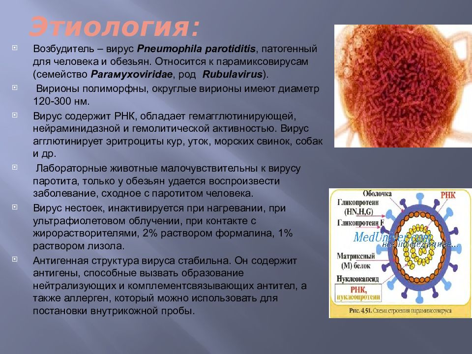 Вирус свинки. Возбудитель паротита микробиология. Вирус цитомегалии и эпидемического паротита. Эпидемический паротит возбудитель. Вирус паротита антигенная структура.