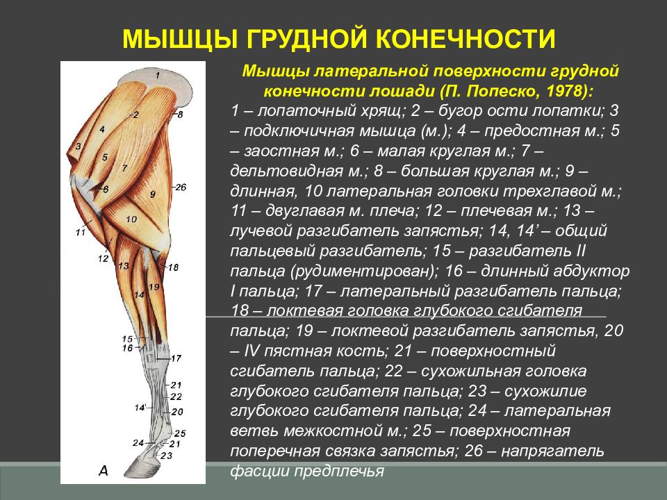 Наличие трех пар конечностей на груди. Мышцы грудной конечности латеральная сторона. Мышцы грудной конечности КРС. Мышцы груднойконечнсти. Мышцы грудной конечности лошади.