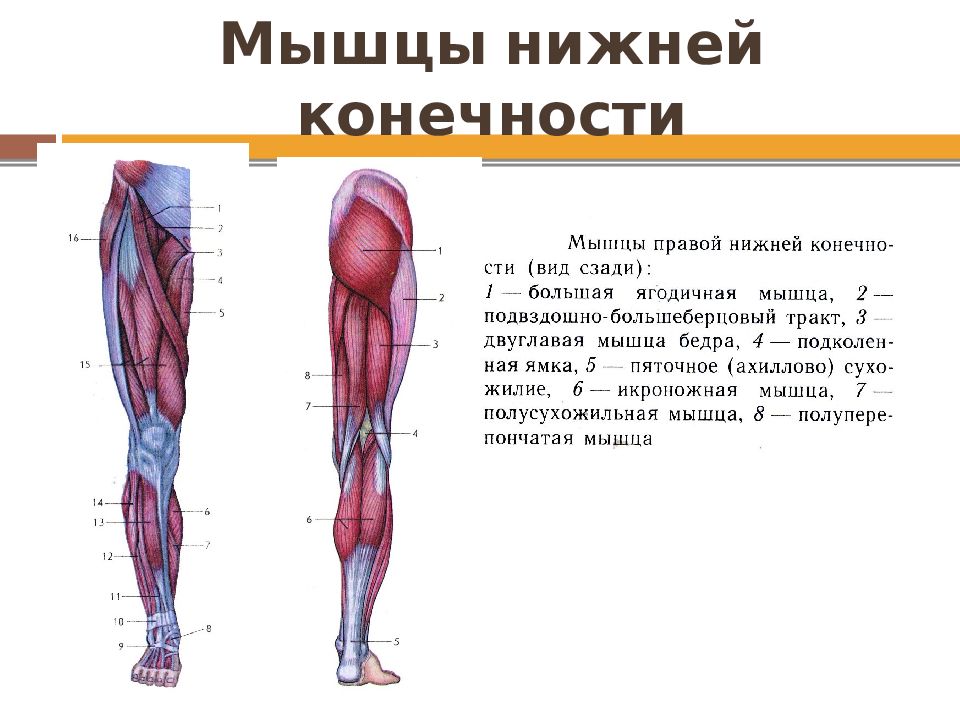 Функция отдела нижних конечностей. Мышцы нижней конечности вид сбоку. Мышцы нижних конечностей человека анатомия. Строение мышц нижних конечностей. Анатомия мышцы и кости нижней конечности.