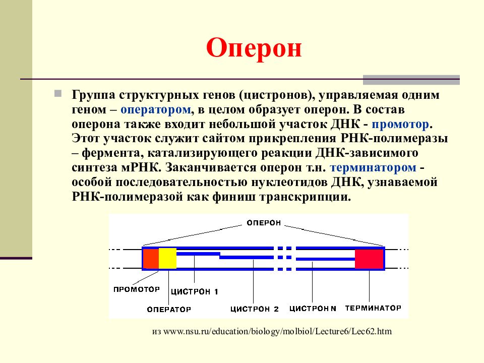 Строение гена презентация 10 класс