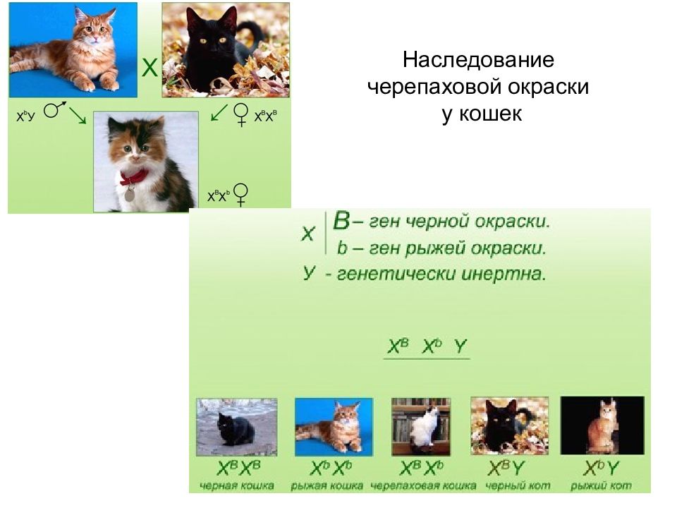 Гены кошек. Схема наследование окраски у кошек. Наследование черепаховой окраски. Наследование черепаховой окраски у кошек. Генотип кошки с черепаховой окраской.