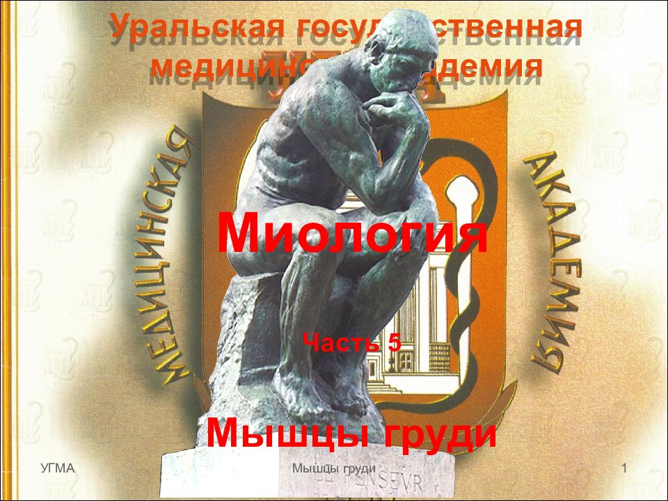 Уральская государственная медицинская академия Миология Часть 5 Мышцы