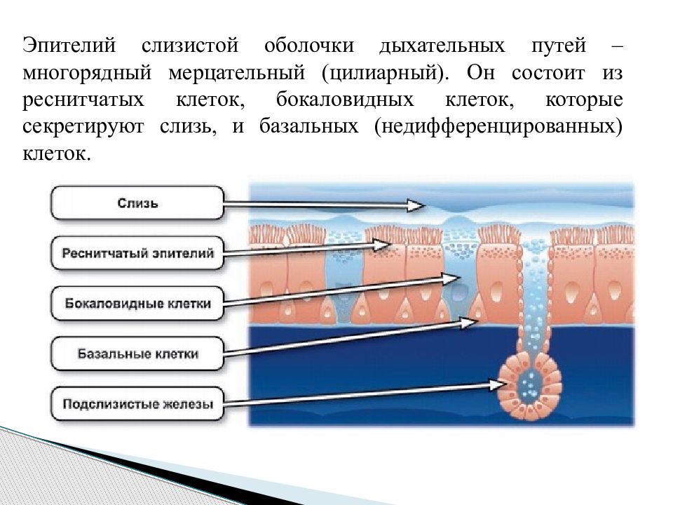 На рисунке изображен реснитчатый эпителий которым выстланы дыхательные пути и носовая полость