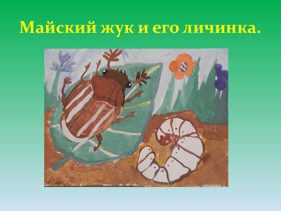 Майский Жук и его личинка. Тема Майский Жук. Майский Жук и его личинка рисунок. Класс я Жук.