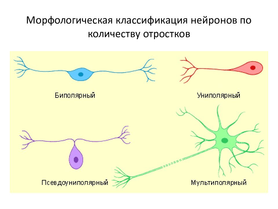 Схема строения мультиполярного нейрона