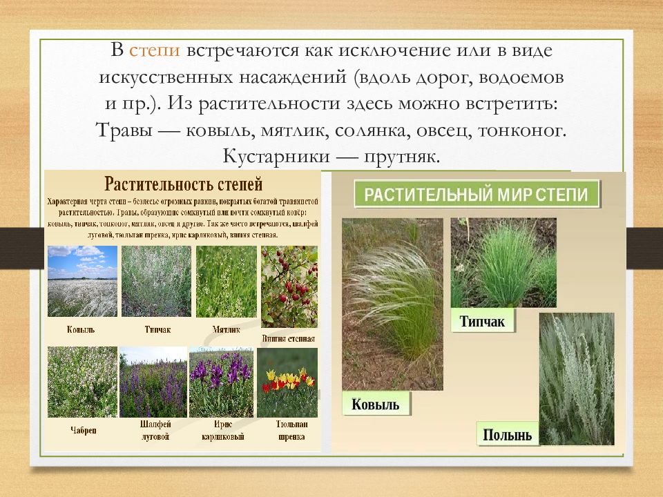 Это царство ковылей внешний облик растительности. Полынь и ковыль. Какие растения встречаются в степях.