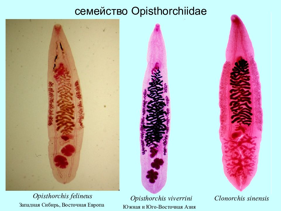 Кошачий сосальщик. Opisthorchis felineus Кошачья двуустка. Ланцетовидный сосальщик Opisthorchis felineus.