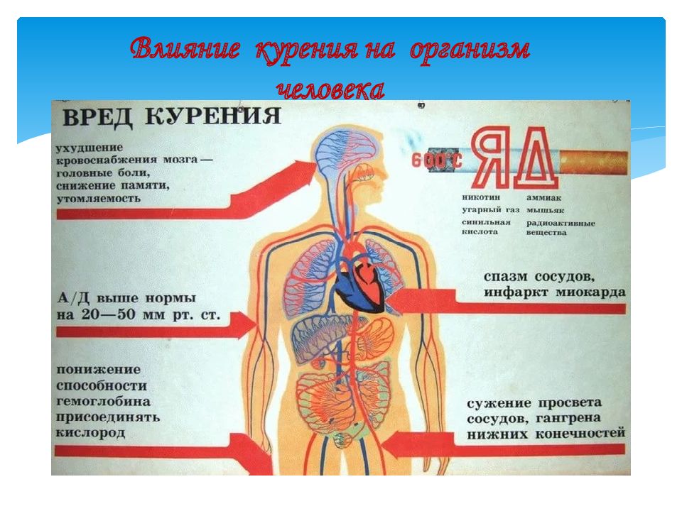 Влияние курения на организм человека картинки