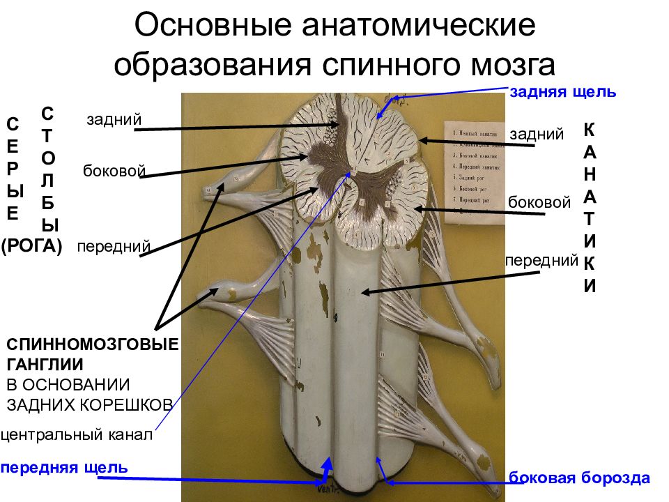 Строение головного мозга и спинного мозга презентация