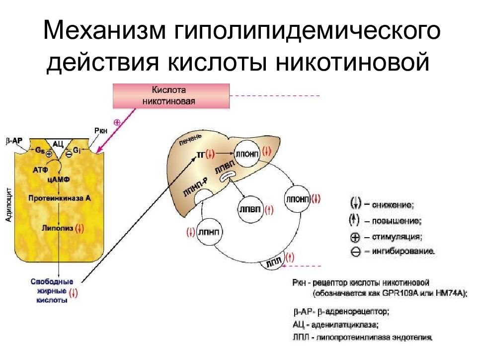 Препарат механизм. Препараты никотиновой кислоты механизм действия. Гиполипидемические средства схема. Механизм гиполипидемического действия. Гиполипидемическим средствам механизм действия препарата.