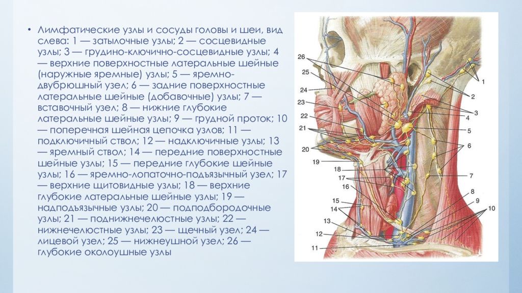 Лимфоузел в мышце. Лимфатические сосуды и узлы головы анатомия. Лимфатическая система человека схема голова. Топографическая анатомия лимфатических узлов лица и шеи. Лимфатические сосуды и узлы головы и шеи анатомия.