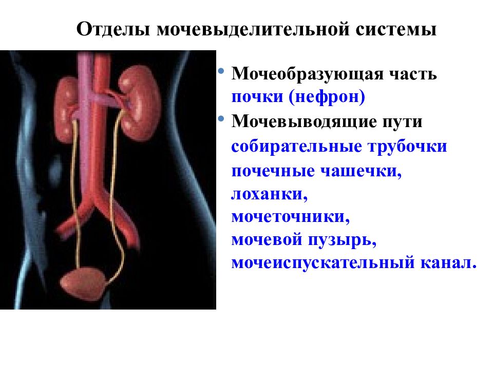 Микрофлора мочеполовой системы презентация