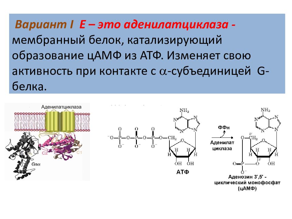 Атф ферменты белки. Аденилатциклаза ЦАМФ. Функция ЦАМФ биохимия.