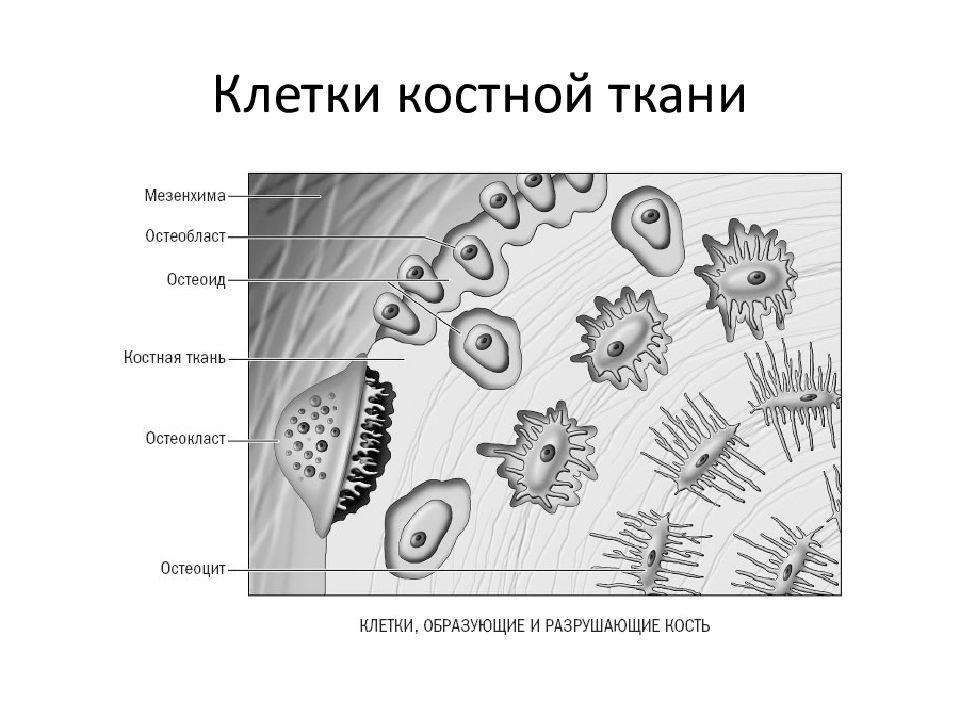 Опишите и зарисуйте. Строение клетки костной ткани. Тип клеток костной ткани. Строение клетки костной ткани человека. Строение клеточных элементов костной ткани..