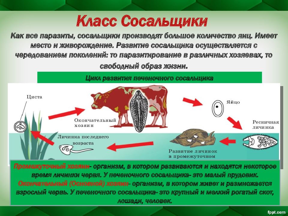 Плоские черви презентация 7 класс биология