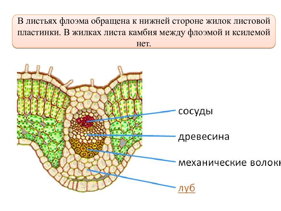 Нижняя сторона. Поперечный срез листа строение. Поперечный срез листа кубышки. Ксилема и флоэма поперечного среза листа. Клетки жилок листа  клетки листовой пластинки.