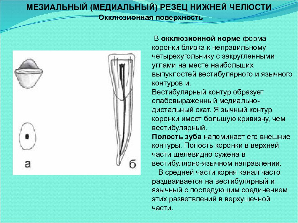 Нижних резцов. Нижний медиальный резец полость зуба. Медиальный резец нижней челюсти. Нижний медиальный резец анатомия. Медиальные резцы верхней челюсти зуба.