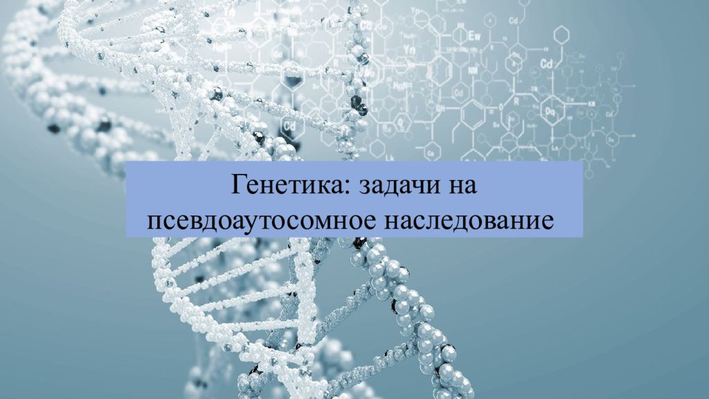 Генетика: задачи на псевдоаутосомное наследование