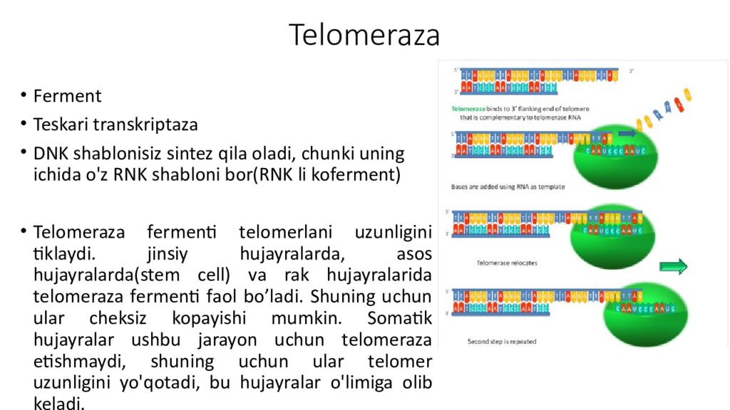DNK ning tuzilishi va DNK replikatsiyasi Telomeraza