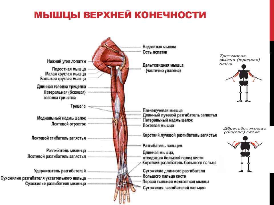 Верхние и нижние мышцы