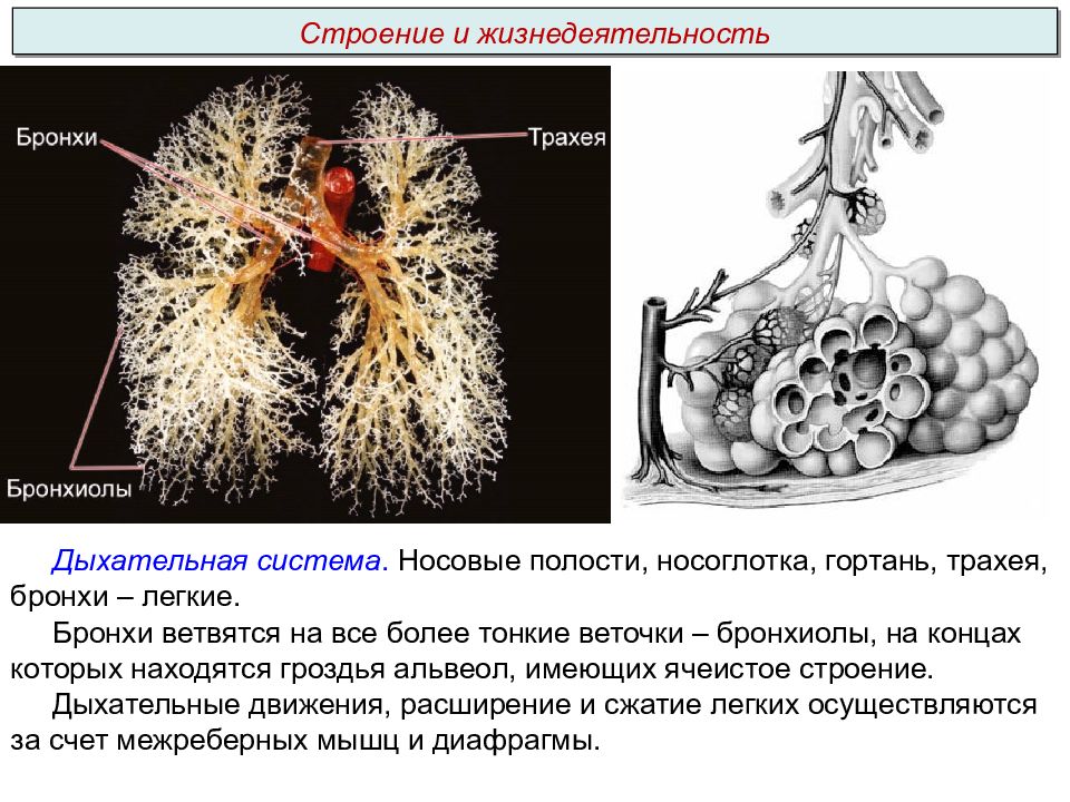 Содержит бронхи и бронхиолы. Строение бронхиол. Бронхиолы строение и функции. Бронхи бронхиолы строение и функции. Особенности строения бронхиол.