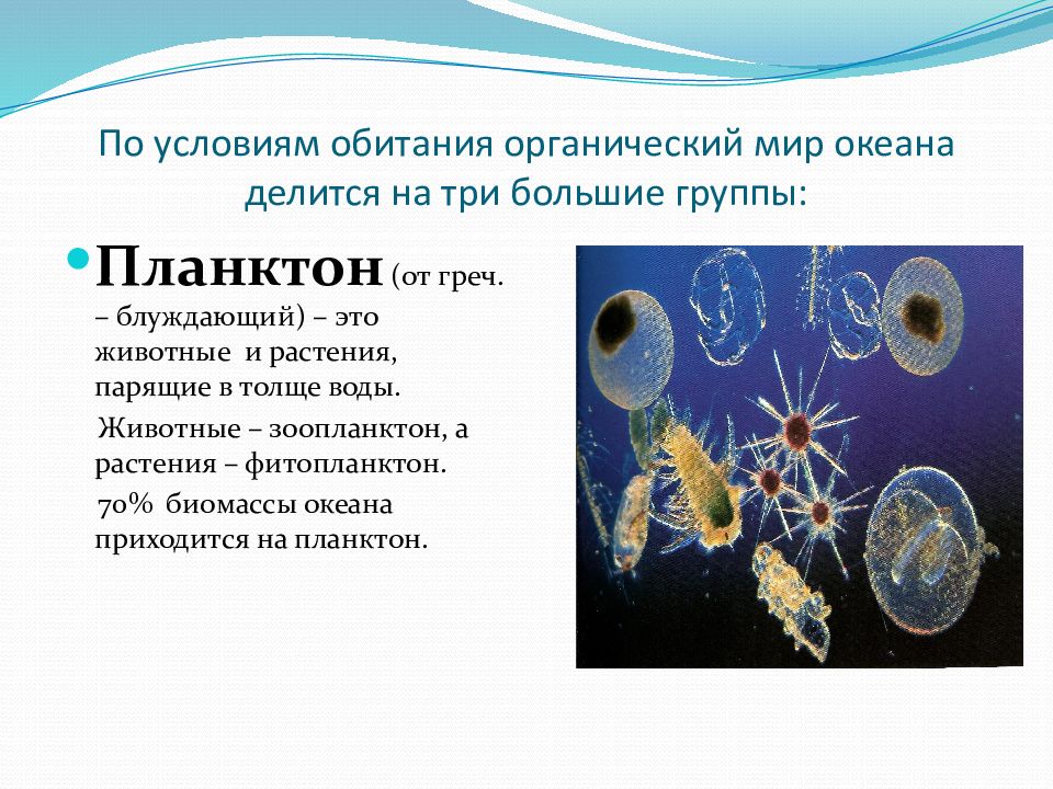 Группы организмов в мировом океане. Планктон условия обитания. Органический мир мирового океана. Планктон в мировом океане. Планктон делится на.