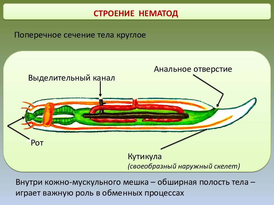 Круглые черви строение. Круглые черви в разрезе строение. Строение нематоды круглых червей. Строение кутикулы нематод. Строение круглых червей\червей.