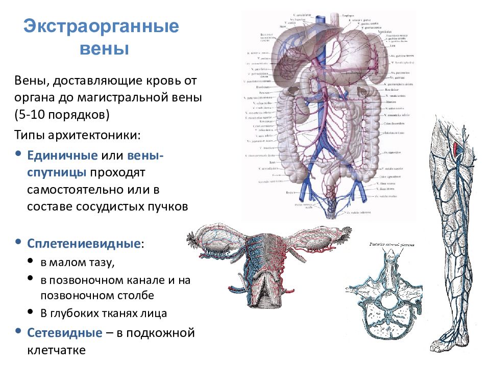 Анастомозы вен анатомия. Венозная система анатомия. Позвоночные вены анатомия.