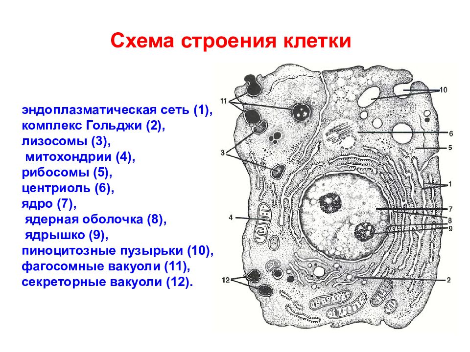 Органеллы цитоплазмы клеток. Строение клетки (цитоплазма, ядро, рибосомы, митохондрии, мембрана).. Схема ультрамикроскопического строения клетки. Схема строение животной клетки и функции. Схема состав животной клетки.